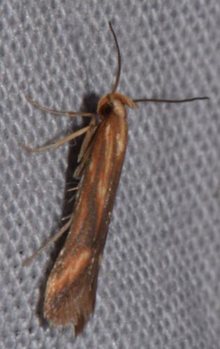 Metzneria aprilella